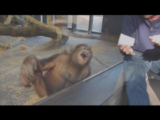 Monkey Sees A Magic Trick