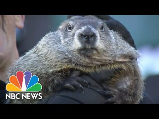 Punxsutawney Phil Says An Early Spring Is On The Way | NBC News