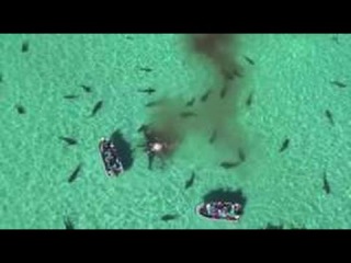 Drone footage shows shark feeding frenzy in Australia