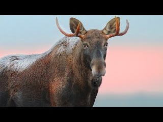 Лось во время гона. Киносъемка
