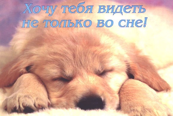 Картинки с прикольными собачками спокойной ночи приятных снов, пользовании электричеством нельзя