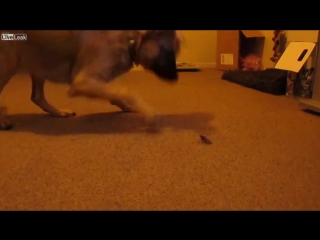 LiveLeak - Puppy meets Bug for the first time