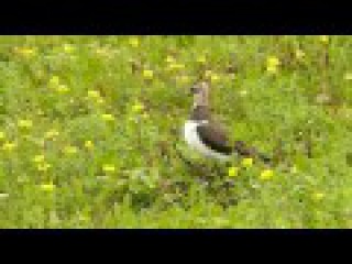 ЧИБИС.. ( lapwing)