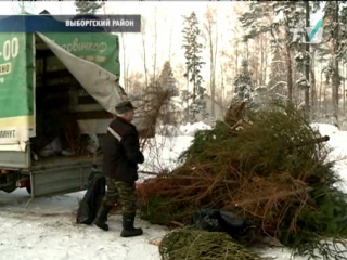 В минувшие выходные в городе собирали колючие