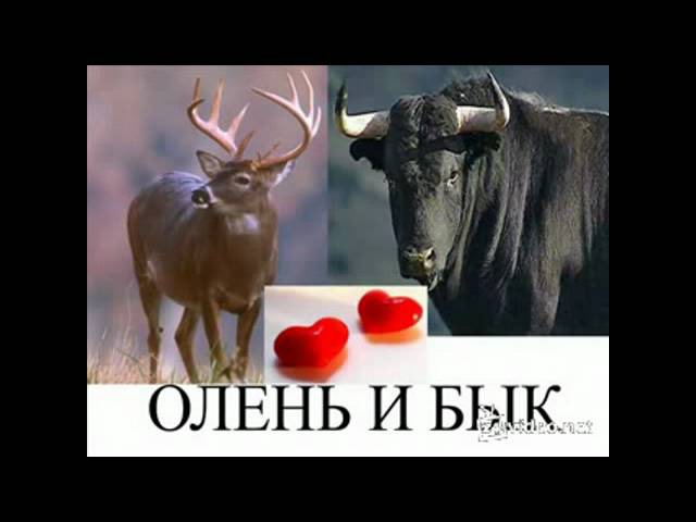О чём поёт Таркан_XDD
