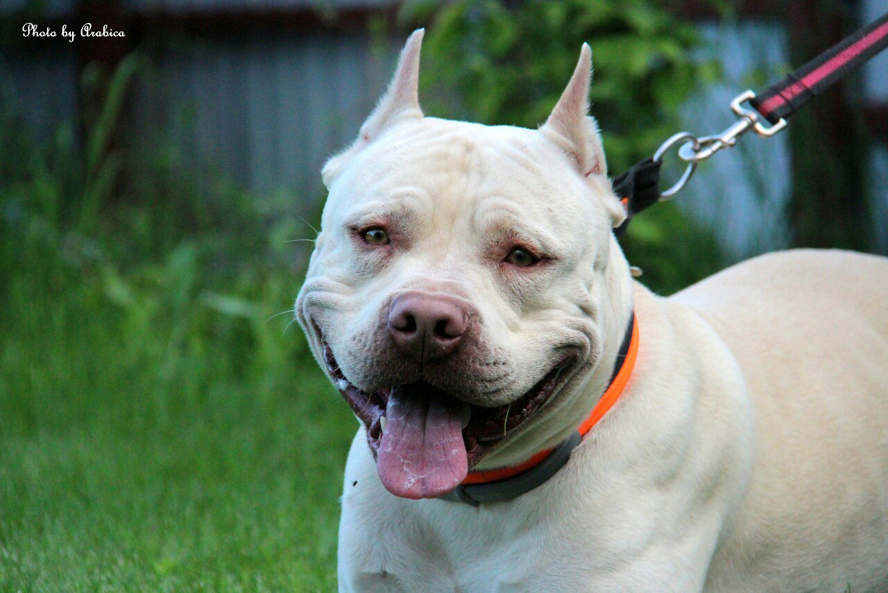 Photo of the dog