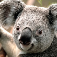 Алексей Гребенюк | Доброполье