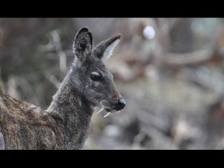 Сибирская кабарга - Siberian musk deer (Энциклопедия животных)