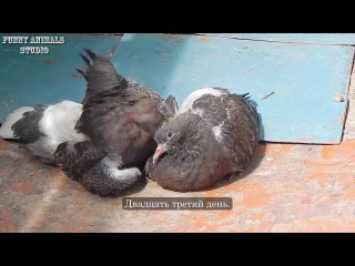 Птенцы голубей от рождения до месяца - Голубиная сага - 9 серия