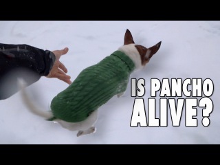 The REAL STORY of the chihuahua in the snow