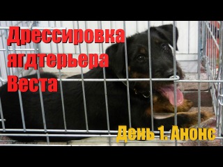Дрессировка ягдтерьера Веста. День первый. Анонс