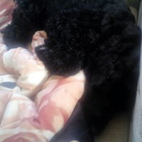 Анастасия Камбарова