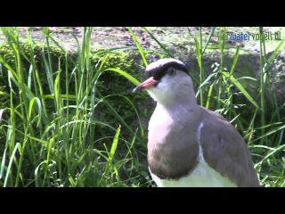 Crowned lapwing / Венценосный чибис / Vanellus coronatus