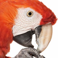 myparrot