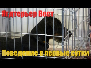 Поведение ягдтерьера Веста. Анонс программы дрессировки