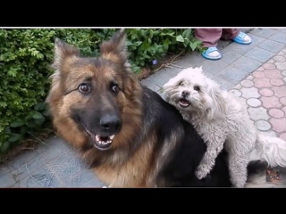 НЕОБЫЧНАЯ ВЯЗКА СОБАК. Funny mating dogs. कुत्ता संभोग। الكلاب التزاوج مضحك.Одесса.