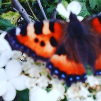 Оксана Константинова | Боровичи