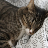 Жасмин Освалт