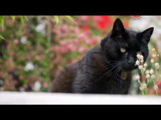 BBC. Кошачьи тайны / Cat Watch 2014: The New Horizon Experiment, 2 серия из 3
