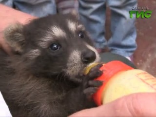 В Самарском зоопарке родился енот по имени Гомер