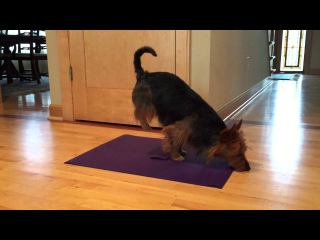 Dog Doing Yoga (Doga)