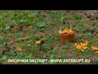 1 КГ ЦЕНА ЛИСИЧКИ ГРИБЫ КУПИТЬ ПРОДАМ 2017: Сушёные Лисички Куплю Оптом Экспорт Лисички Замороженные Продажа Свежих Лисичек
