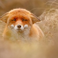 Ульяна Клич