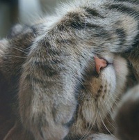 Вера Каббинс