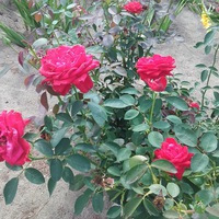 Анастасия Винокурова | Волгоград