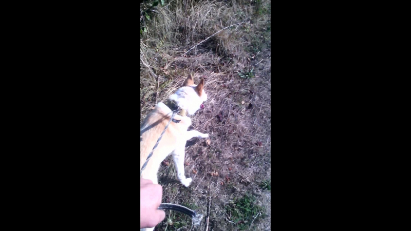 бім 🐕