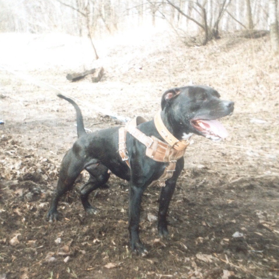 Photo of the dog
