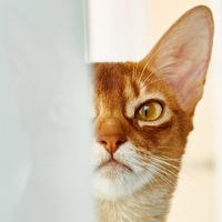 Абик Абиссинский