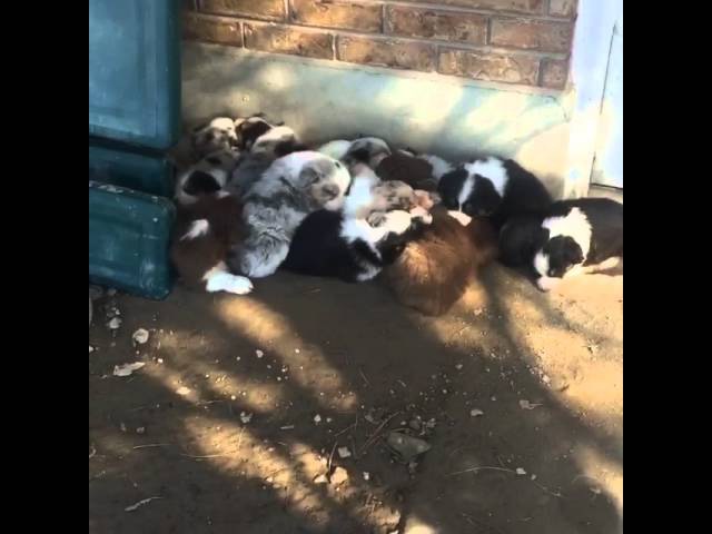 Wake up Puppies!
