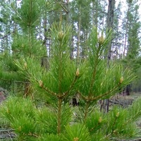 🌲