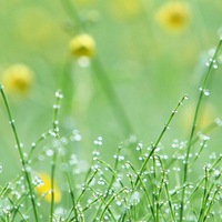 Ирина Диденко