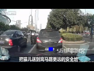 LiveLeak Man saves kitten from under car in busy traffic
