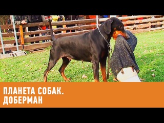 Планета собак. Доберман
