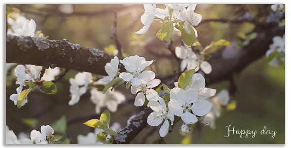 Photo Gallery - Spring Garden - 1
