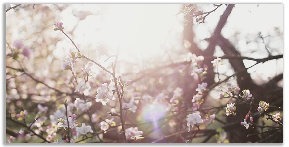 Photo Gallery - Spring Garden - 5