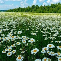 Ирина Самодаева