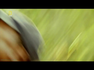 «Охота на охотника: Ярость носорога» (Документальный, животные, 2007)
