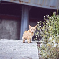Одного Мужыка-Сын
