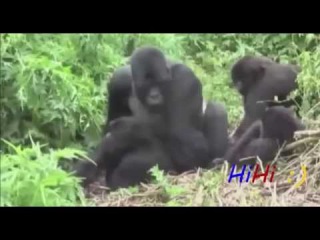 Спаривание животных, Monkey Chimpanzee Gorilla Mating Funny Videos Compilation 2015