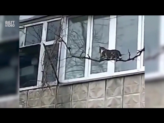 Необычный способ доставки котенка домой