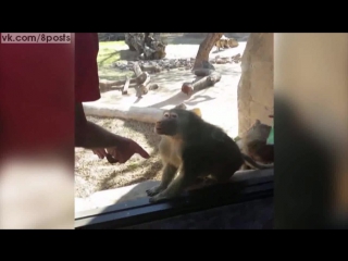 Реакция обезьяны-бабуина (примата) на фокус с исчезаюзей картой / Baboon Is Amazed By Mans Magic Trick
