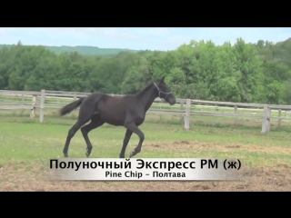 Жеребята 2015 года рождения. Чувашский Конный Завод им.В.И.Чапаева.