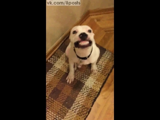 Спасённая собака улыбается по команде / Rescue Dog Smiles From Ear To Ear On Command