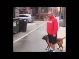 Вот это дрессировка!