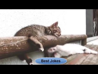 Подборка новых приколов за март 2016!!! улётное видео со смешными котами
