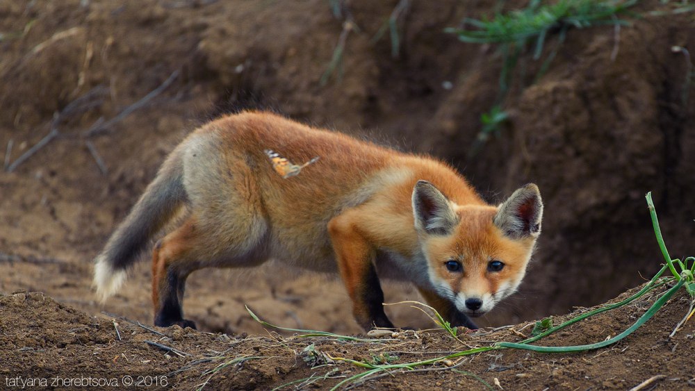 wildlife.crimea.ua
